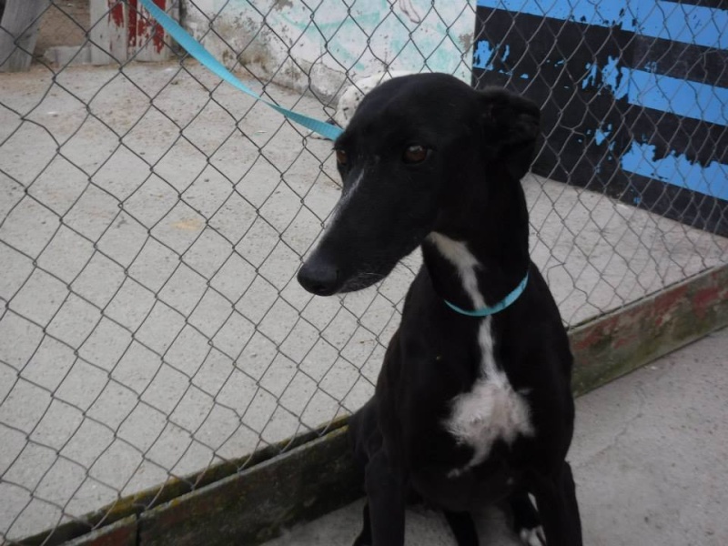 MELLI galga noire à l'adoption Scooby France ADOPTEE - Page 8 Melli_16