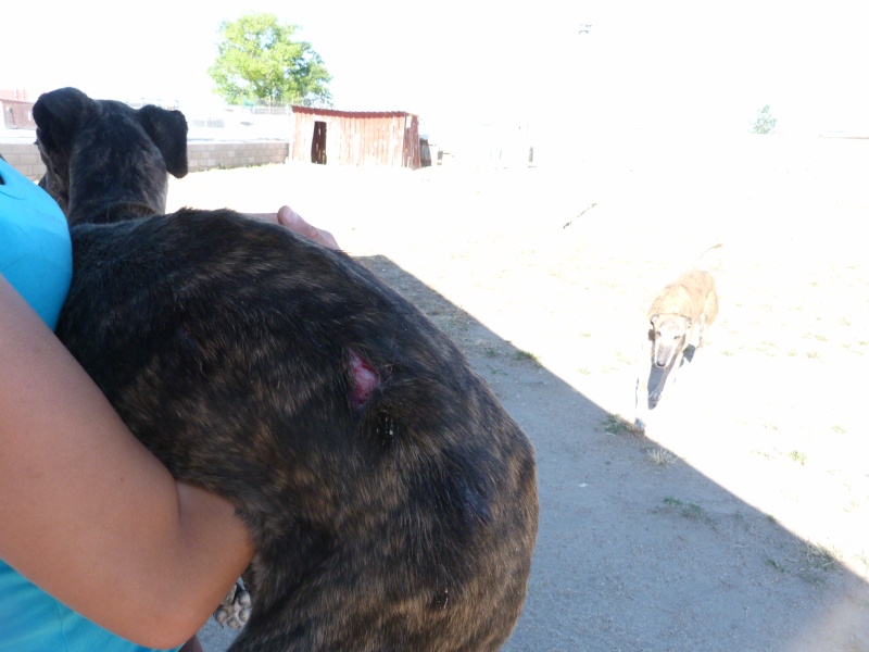 Abril galga bringée Scooby France reservée P5940910