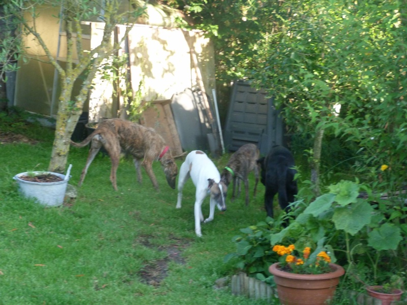 Shiva petite whippet de 7 ans et demi à l'adoption Scooby France Adoptée Shiva_10