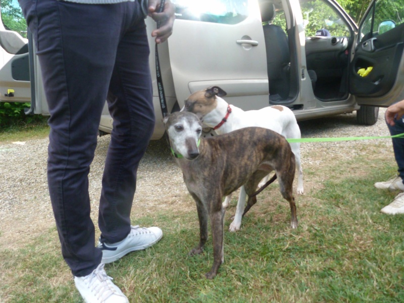 Shiva petite whippet de 7 ans et demi à l'adoption Scooby France Adoptée  Shiva_13