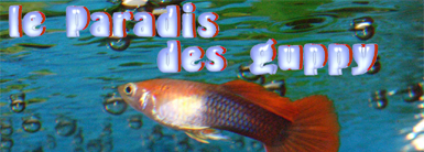 Les guppy (aquariophillie) Paradi10