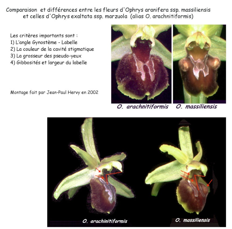 Ophrys massiliensis - Page 2 Ophrys10