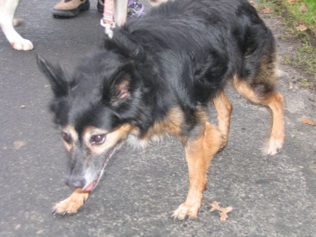 Nelka, croisée papillon, 10 ans, Tabanac (33) Nelka10