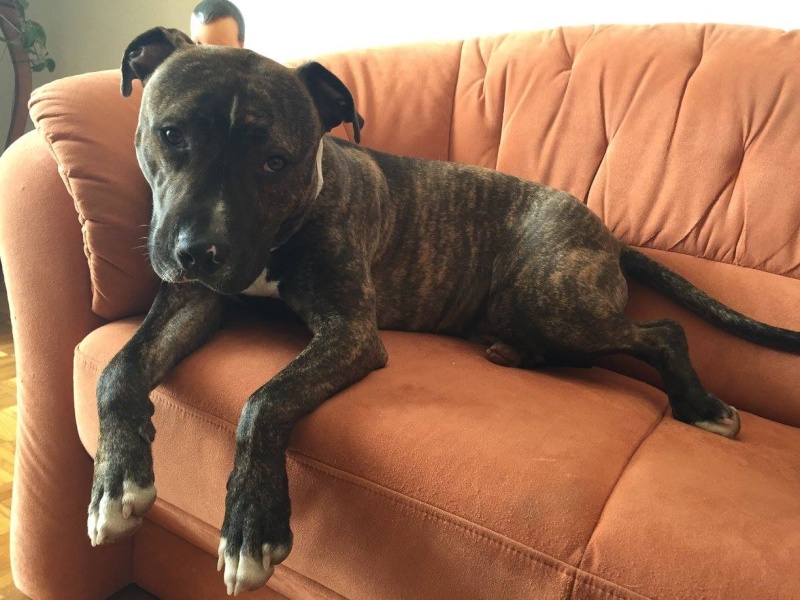 GARY, mâle x boxer / dogue argentin, bringé et blanc 11699010