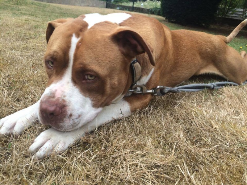 SUSHI, mâle x dogue (déclassé après diagnose), fauve et blanc 15066710