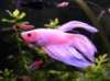 Betta rosE 211