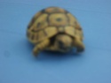 Identification de ma tortue S6001110