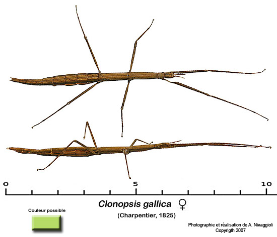 Clonopsis gallica- Femelle adulte Clonop14