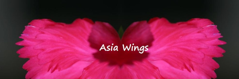 Asia-Wings