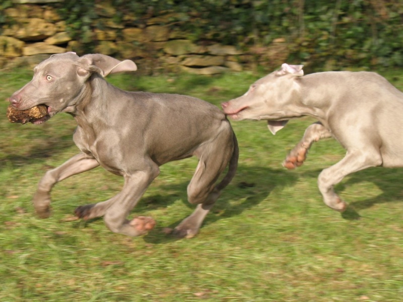 Concours photo "votre chien et le jeu " groupe 3 Conco100