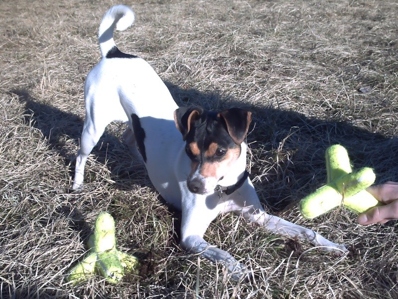 Concours photo "votre chien et le jeu " groupe 3 Conco101