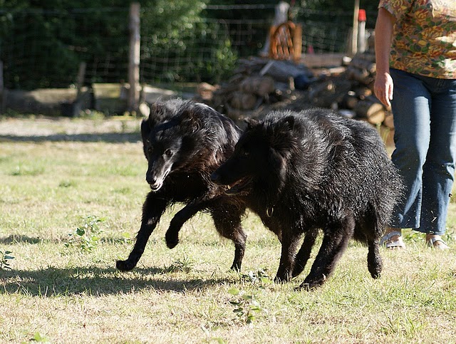 Concours photo "votre chien et le jeu " groupe 3 Conco105