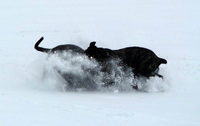 Concours photo "votre chien et le jeu " groupe 3 Conco109