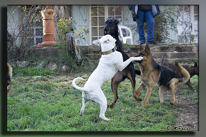 Concours photo "votre chien et le jeu" groupe 4 Conco118