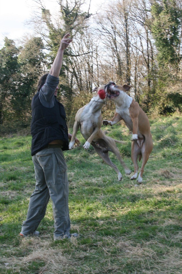 Concours photo "votre chien et le jeu" groupe 2 Concou83