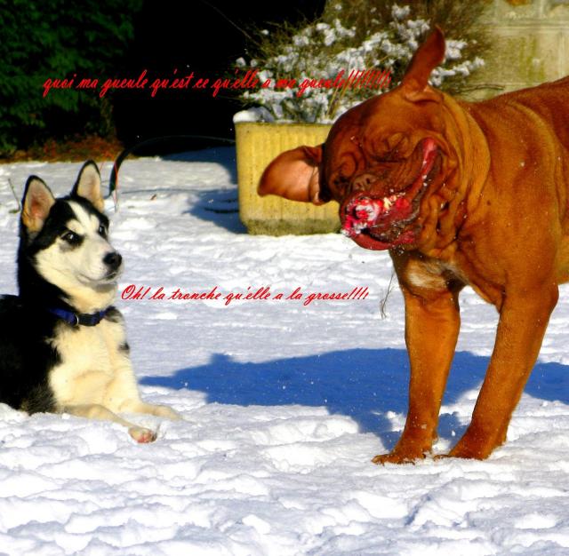 Concours photo "votre chien et le jeu " groupe 3 Concou98