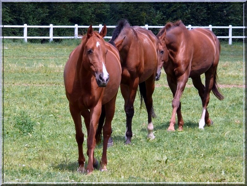 Coup de chaleur au Haras Images12