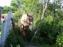 Mes chevaux...plein de photos! 2_01610