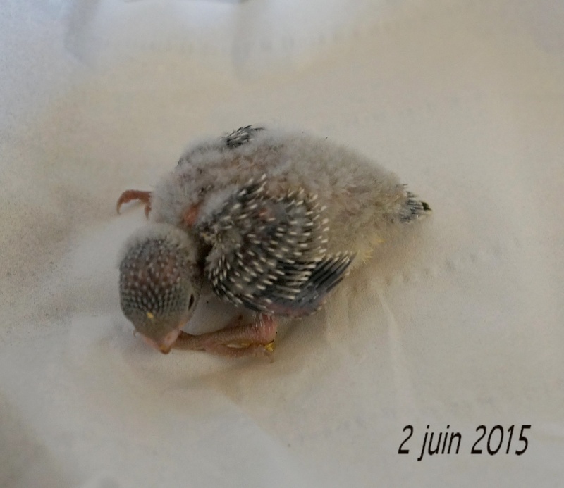 Le plumage des bébés apparait 3eme_210