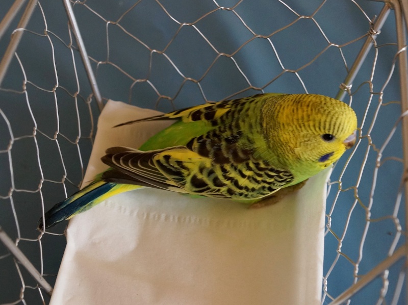 Le plumage des bébés apparait Byby_611
