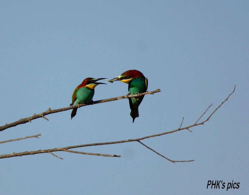 Oiseaux sauvages : Les guêpiers Guypie10