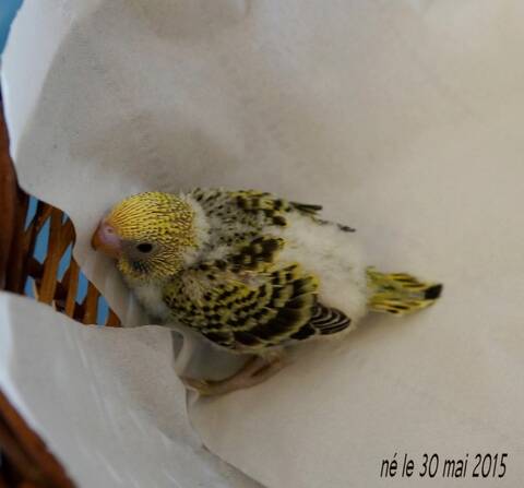 Le Plumage Des Bebes Apparait Le Plumage Des Bebes Apparait