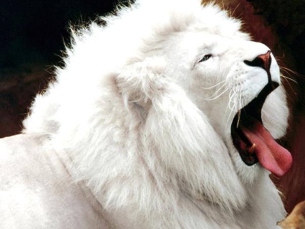 Le Lion Lion1110