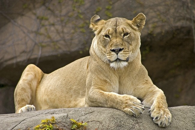 Le Lion Lion1710