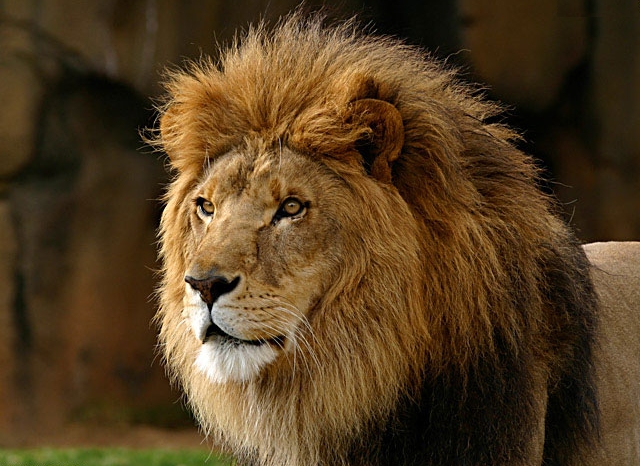 Le Lion Lion1810
