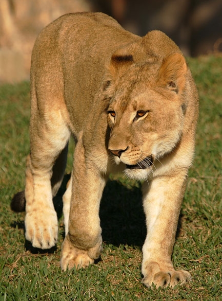 Le Lion Lion2310