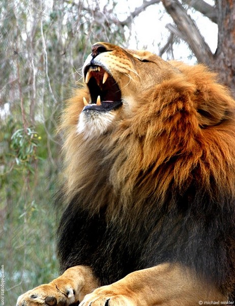 Le Lion Lion2410