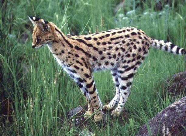 Le serval . Serval10