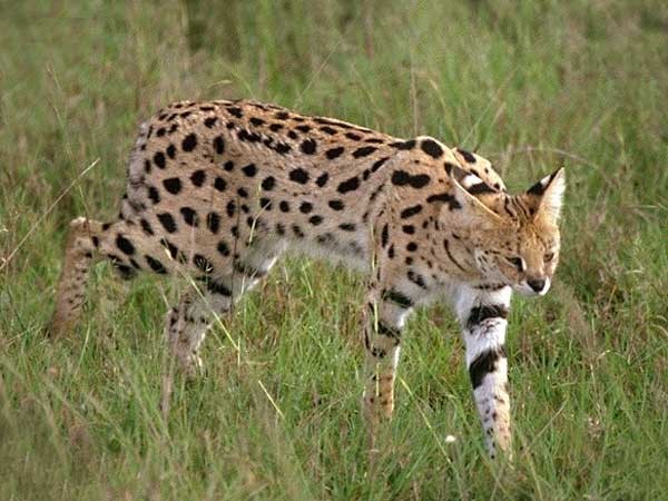 Le serval . Serval12