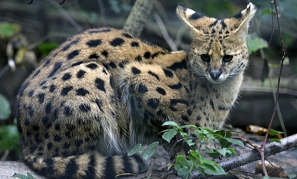 Le serval . Serval13