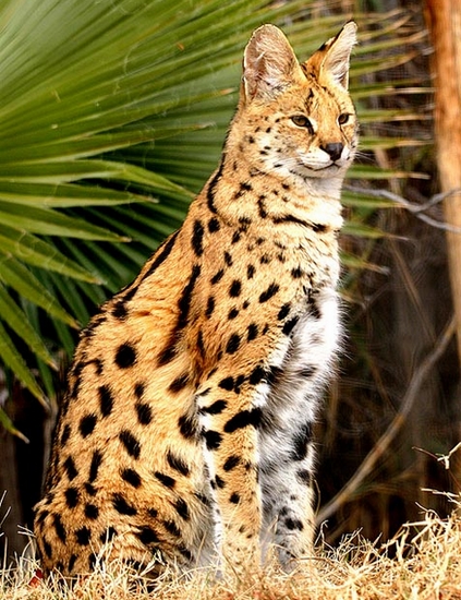 Serval