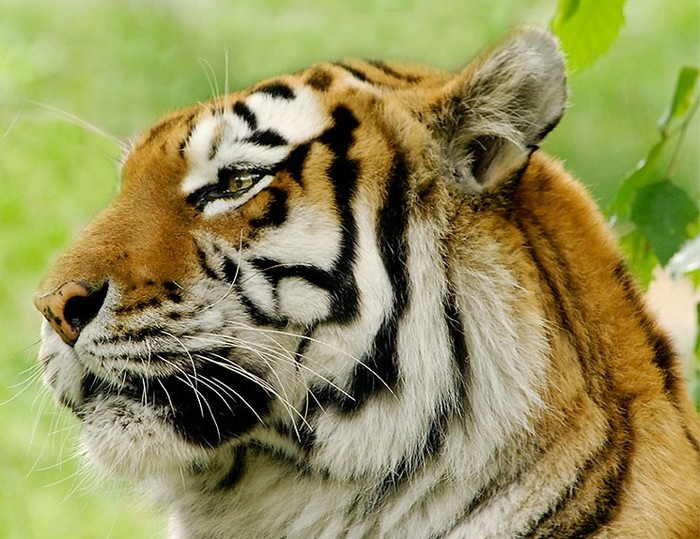 Le Tigre de Sibrie Tigre710