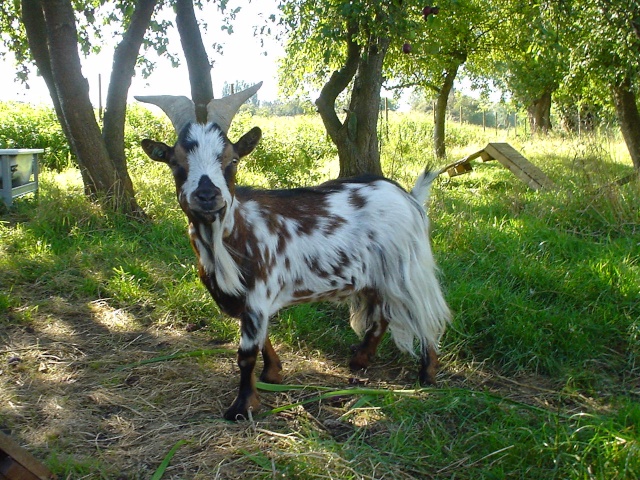 Concours n°12 B: Mister Bouc castré Photo_27