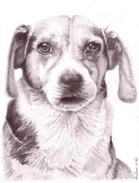 Petit chien Dessin10