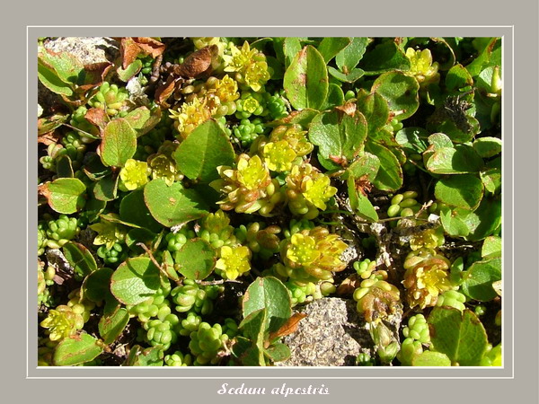 [Italie] Randos botaniques dans Dolomites (suite 2) Sedum_10