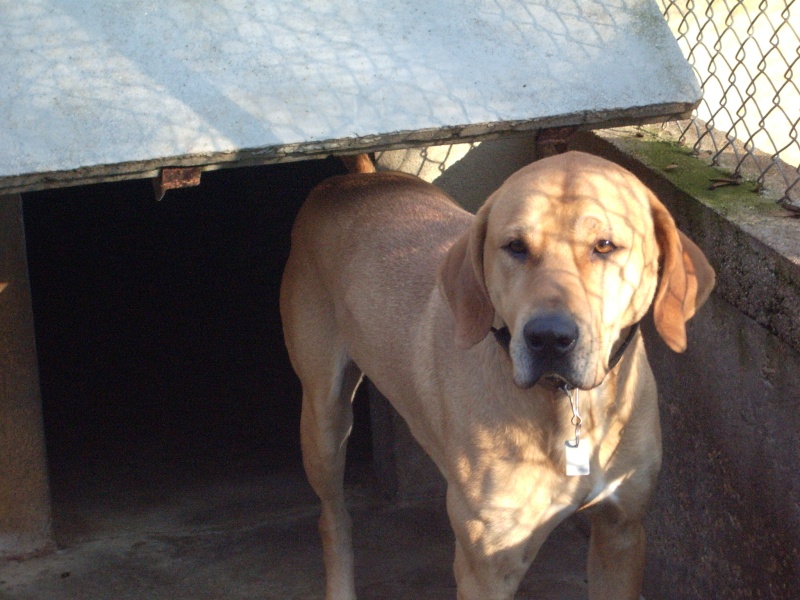 Néo, mâle croisé labrador sable adopté et revenu - SPA de Poitiers (86) 115_r_10