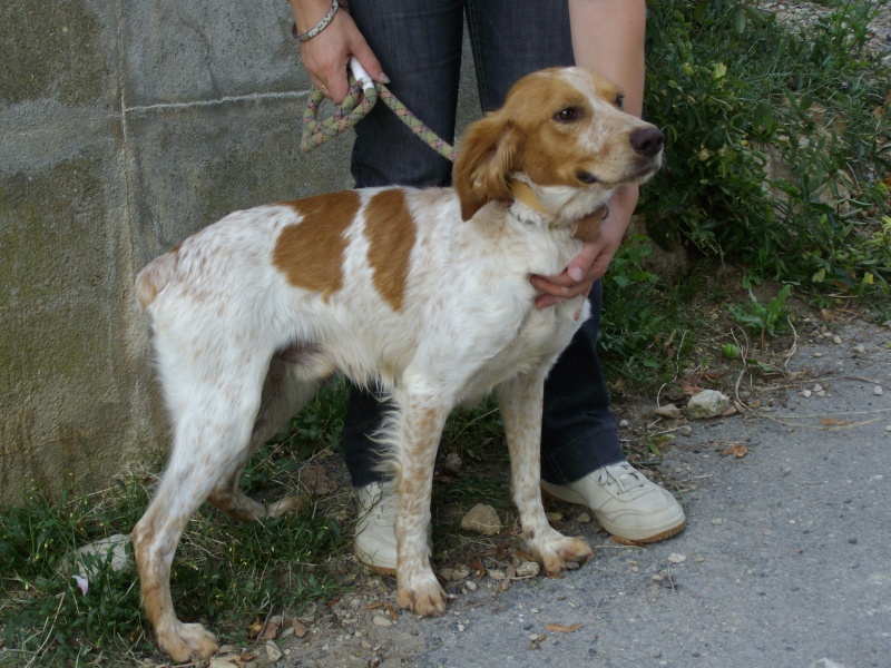 Gypsi pagneul breton de 5 ans (dpt 86) ADOPTE 501_f10