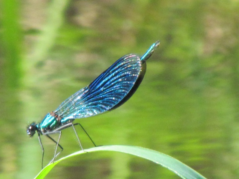 les fleurs, les insectes, les oiseaux, les batraciens, et les animaux de rémilly sur lozon  Les_ar48