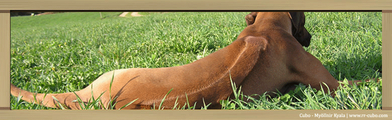 Rhodesian Ridgeback