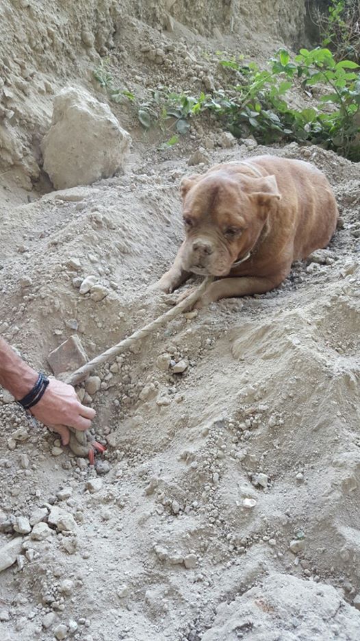Un homme soupçonné d’avoir enterré (Athéna) sa chienne vivante à Carrières-sur-Seine,dans les Yvelines D10