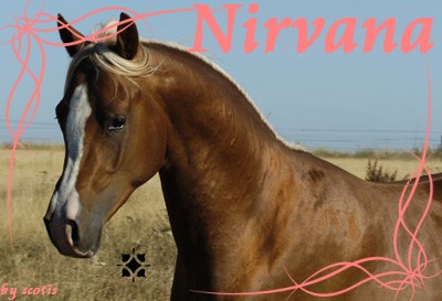Nirvana (jument PSA) [lola] Nirvan10