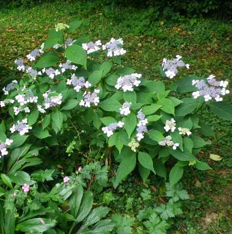 Hydrangea.....saison 2015 !!! - Page 6 12062010