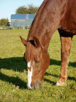 AMOUR DES CHEVAUX Crinar12