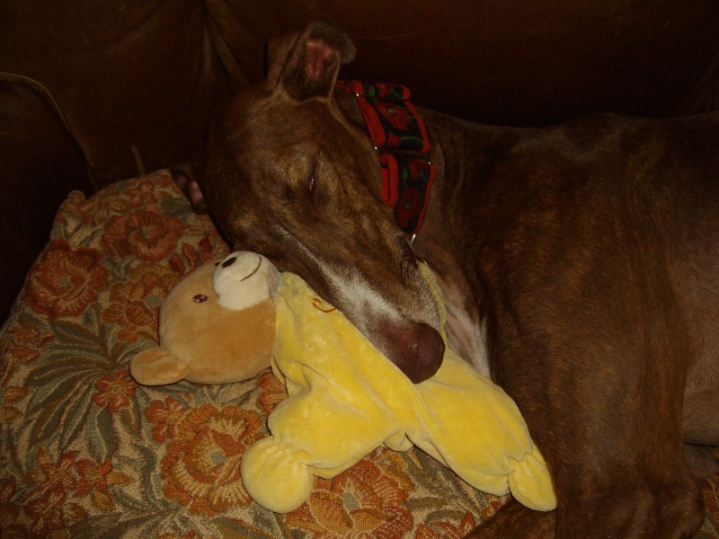 Othello galgo Scooby France – Adopté/devenu OTTO - Page 5 Opeluc11