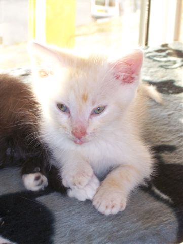 1 gars WINNIE et trois filles BUFFY, MAYOTTE, ROSALIE 100_1810