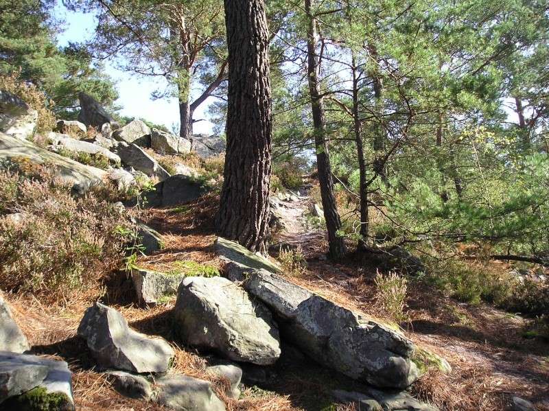 Balade a fontainebleau Octobre 2007 Bleau_17